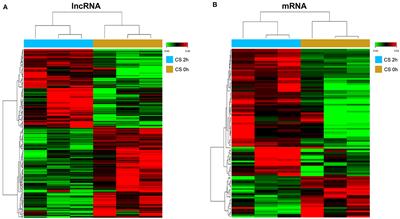 Identification and Functional Analysis of Long Non-coding RNAs in Human Pulmonary Microvascular Endothelial Cells Subjected to Cyclic Stretch